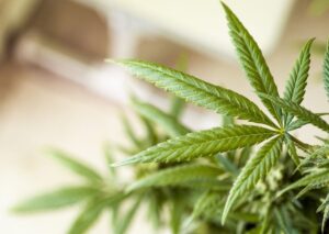7 Ways Ontario Regulates the Use of Recreational Cannabis